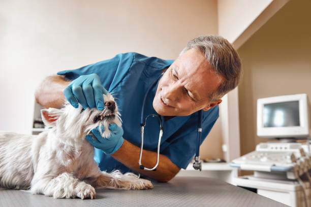 Best Emergency Dental Care for Abscessed Tooth in Dolton, IL